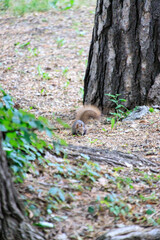Squirrel at the Base of a Woodland Giant