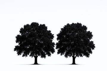 Fototapeta premium Two Large Tall Trees with Dense Canopies and Thick Trunks in Natural Environment.