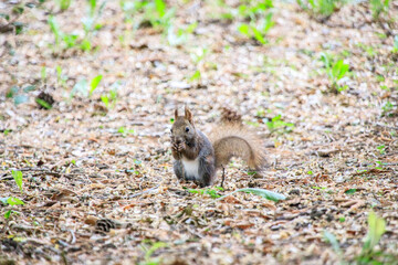 Cute Wild Squirrel Eating Nut on Forest Ground, Sapporo, Hokkaido, Japan