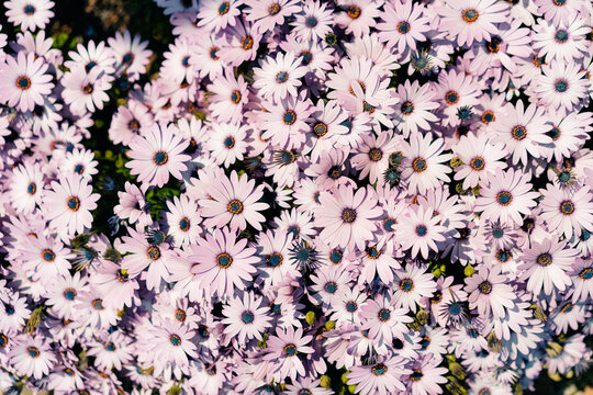 Osteospermum fruticosum, white flowers with dark purple center