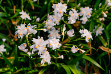 Fringed iris japonica flowers. They grow in clusters in the shade of trees in forests
