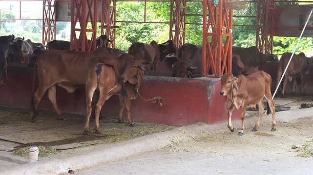 Desi Indian Cows Resting Peacefully in Gaushala &ndash; Village Scene