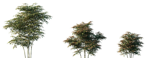 Set of Nandina domestica (commonly known as nandina, heavenly bamboo or sacred bamboo) frontal set...