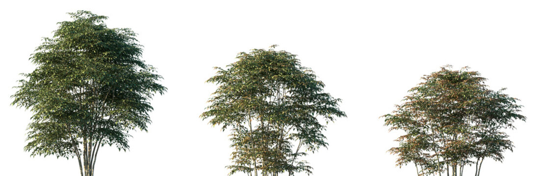Set of Nandina domestica (commonly known as nandina, heavenly bamboo or sacred bamboo) frontal set street trees isolated png on a transparent background perfectly cutout