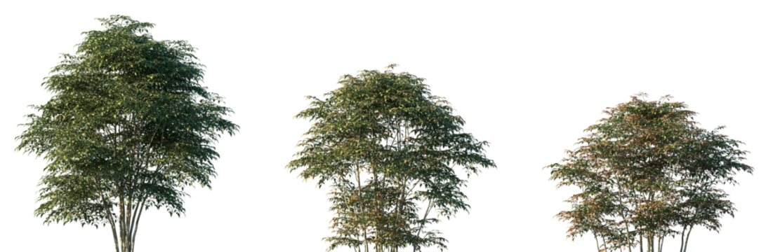 Set of Nandina domestica (commonly known as nandina, heavenly bamboo or sacred bamboo) frontal set street trees isolated png on a transparent background perfectly cutout