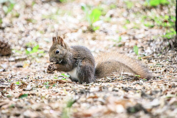 Cute Wild Squirrel Eating Nut on Forest Ground, Sapporo, Hokkaido, Japan