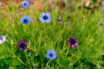 Centaurea cyanus, commonly known as cornflower in japan
