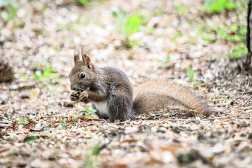 Cute Wild Squirrel Eating Nut on Forest Ground, Sapporo, Hokkaido, Japan