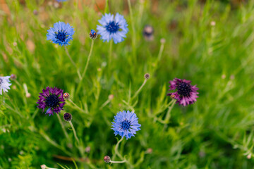 Centaurea cyanus, commonly known as cornflower in japan