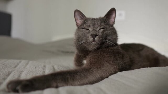 Gray cat relaxing on bed with subtle expressions