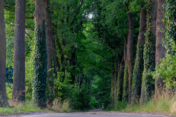 Obraz premium Countryside landscape, Gravel path into the forest in summer, Small street with trees trunks and green leaves, Overijssel is a province of the Netherlands located in the eastern part of the country.
