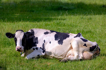 Black and white Dutch cow with big udder sitting or laying down on green grass meadow, Typical...