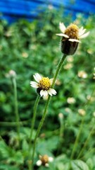 daisies in the garden