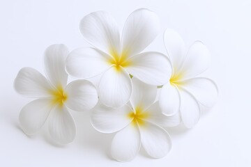 Close-up of White Frangipani Flowers with Yellow Centers on Light Background.