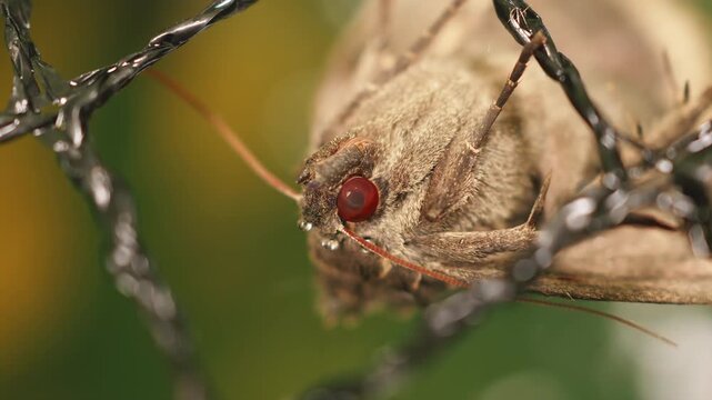 Silver-Y Autographa gamma moth extreme macro head close up stock footage