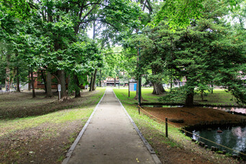 Tranquil Park Pathway with Pond and Lush Green Trees