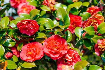Closeup of a single flower of Camellia japonica Nagasaki in a garden in early spring