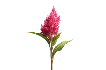 Single Celosia Flower with Long Green Stem, Upright Position, Transparent Background