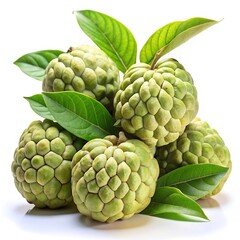 Fototapeta premium Elegant Lysimachia Clethroides specimen with beautiful white flowers and green foliage