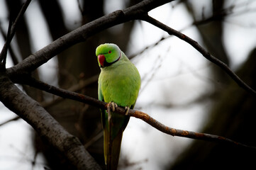 Rose-Ringed Parakeet on Tree Branch – Wildlife Photography of Green Parrot (Psittacula krameri)