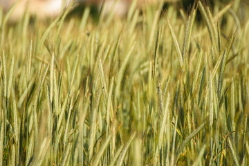natural pattern: a dense carpet of green wheat stalks creating a soothing texture