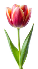 Fototapeta premium Striking Red and Yellow Tulip Flower Isolated on Transparent Background