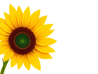 Bright yellow sunflower in full bloom, front view. Detailed petals with a visible seed center on white background. Generative AI