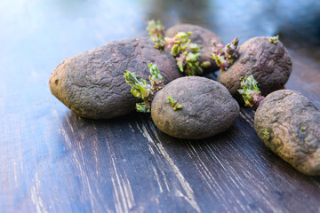 Potato seeds for planting. Tubers with young sprouts