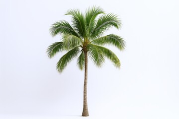 Obraz premium Single lush green palm tree with long slender trunk and broad fronds on white background.