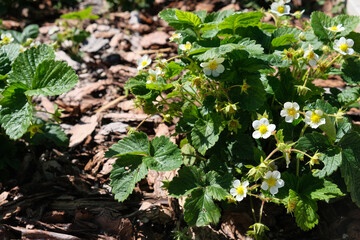 blooming strawberries plant. Pine or larch bark mulch. Protection of the soil from drying out, weed...