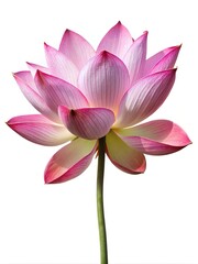 Fototapeta premium Fresh Jabuticaba Fruits Arranged on a Wooden Cutting Board Surface