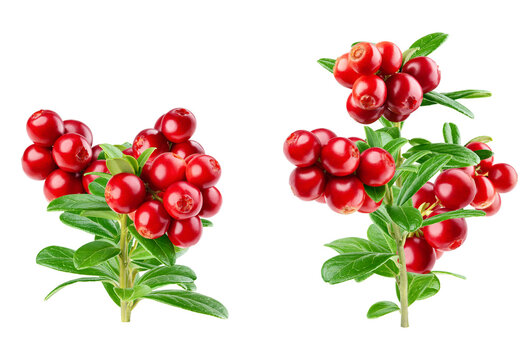 lingonberry twigs isolated on transparent background.