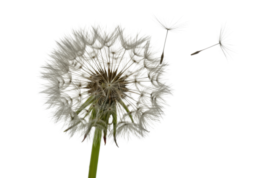 Ultra-realistic UHD macro close-up of a transparent fluffy dandelion seed head with individual seeds and feathery pappus blowing, vibrant green stem, against a transparent studio background with no