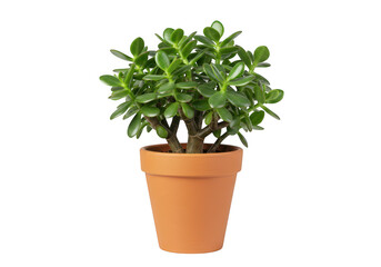 A potted jade plant with lush green leaves, isolated on a transparent background