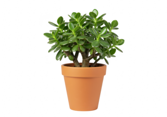 A potted jade plant with lush green leaves, isolated on a transparent background