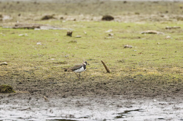 a lapwing on the shore, a lapwing running through the swamp, a lapwing wading through the mud, Vanellus vanellus, water bird with long head feathers