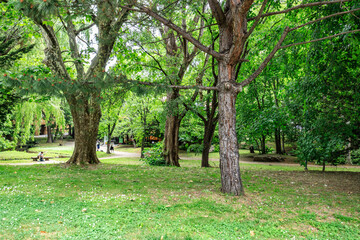 Lush Urban Park: Tranquil Green Space Beneath Tall Trees, Sapporo, Hokkaido, Japan