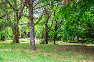 Fototapeta premium Lush Urban Park: Tranquil Green Space Beneath Tall Trees, Sapporo, Hokkaido, Japan
