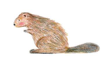 Obraz premium Cute color crayon pencils drawing brown beaver with big tail. Childish hand drawn textured illustration with forest animal for kid greeting card design, children banner, sticker, wildlife poster