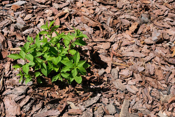 Hydrangea plant. Pine or larch bark mulch. Protection of the soil from drying out, weed suppression.
