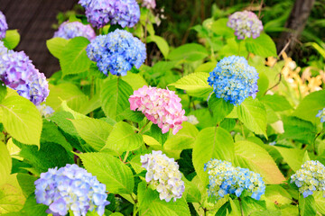 Vibrant Hydrangea Garden in Full Bloom, Sapporo, Hokkaido, Japan