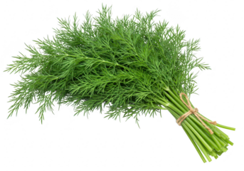 A fresh bunch of green dill herb tied with twine, ready for culinary use, isolated on a transparent background