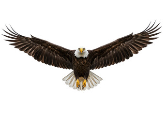 Obraz premium A majestic bald eagle soars through the sky with its wings fully spread, isolated on a transparent background
