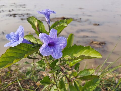 Ruella tuberosa flower blossom in the rice field embankment 
