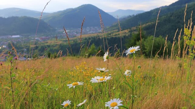 White daisies and mountains in the background. Beautiful landscape in the Carpathians
