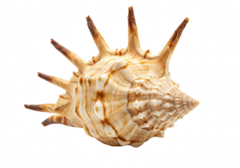 A detailed spiky seashell with a spiral pattern isolated on a transparent background