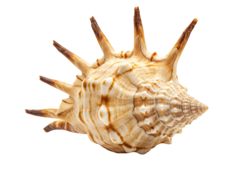 A detailed spiky seashell with a spiral pattern isolated on a transparent background