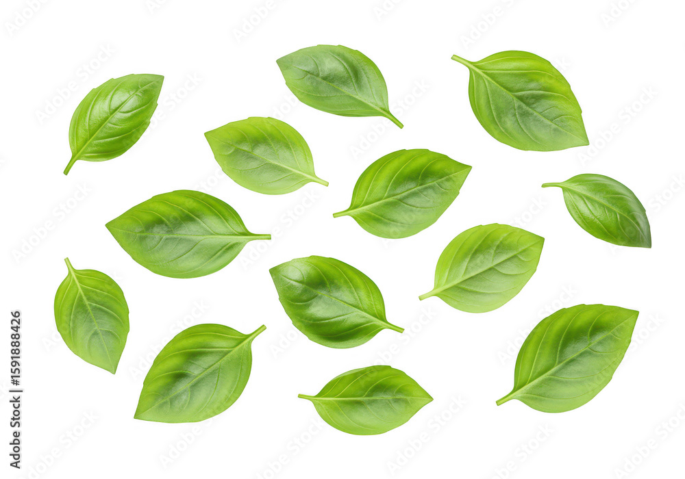 Poster scattered fresh green basil leaves are arranged in a pattern on a plain transparent background