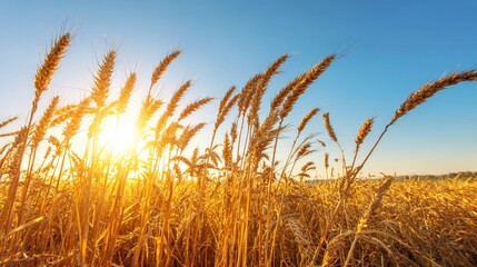 Golden ripe wheat field glowing under warm sunset light with clear blue sky above, depicting serene rural farmland landscape in summer harvest season. Peaceful countryside agriculture scenery