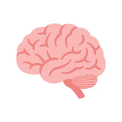 Human Brain Organ: Anatomy and Intelligence Pink Vector Illustration